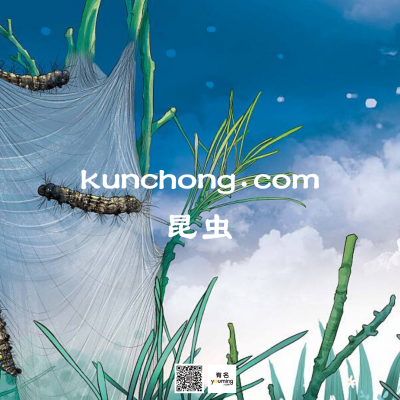 kunchong.com